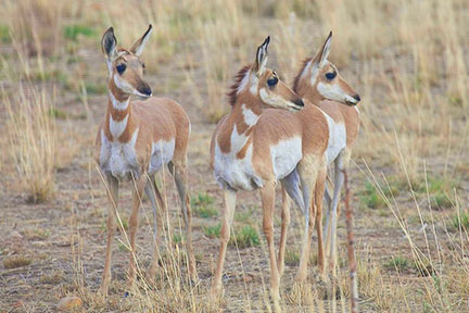 Herd of deer