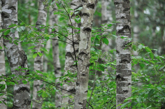 Birch forest